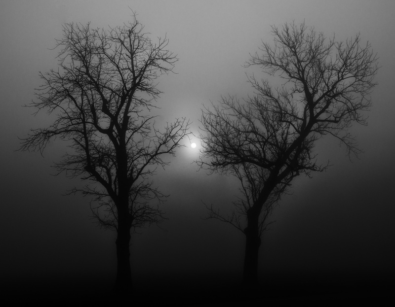 TwoTreesRedframe(1).jpg :: Trees in the Morning Fog