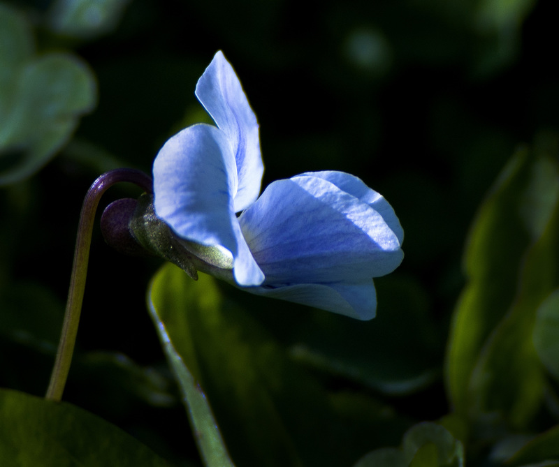 Violet3675.jpg :: Common Blue Violet (Viola papilionacea  Violet Family) My Backyard, Champaign, Illinois
