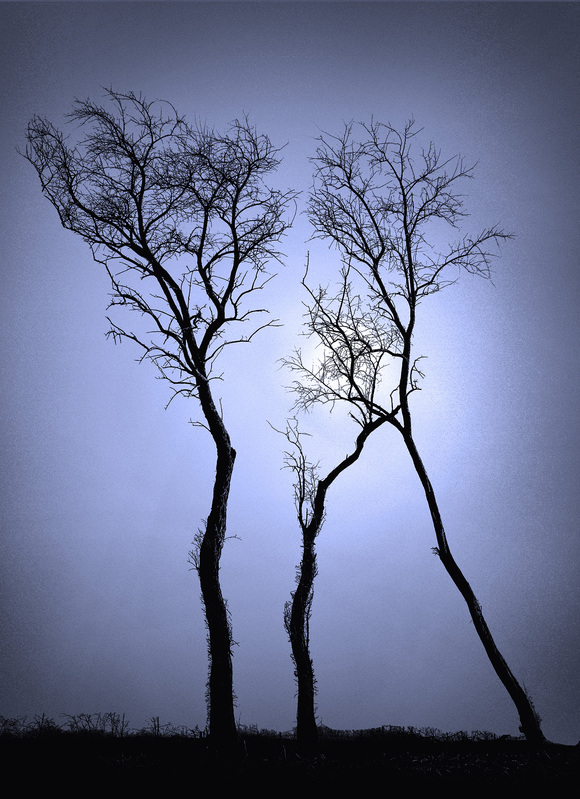 WalkingTreesRedframe(1).jpg :: Two Trees and a Loner