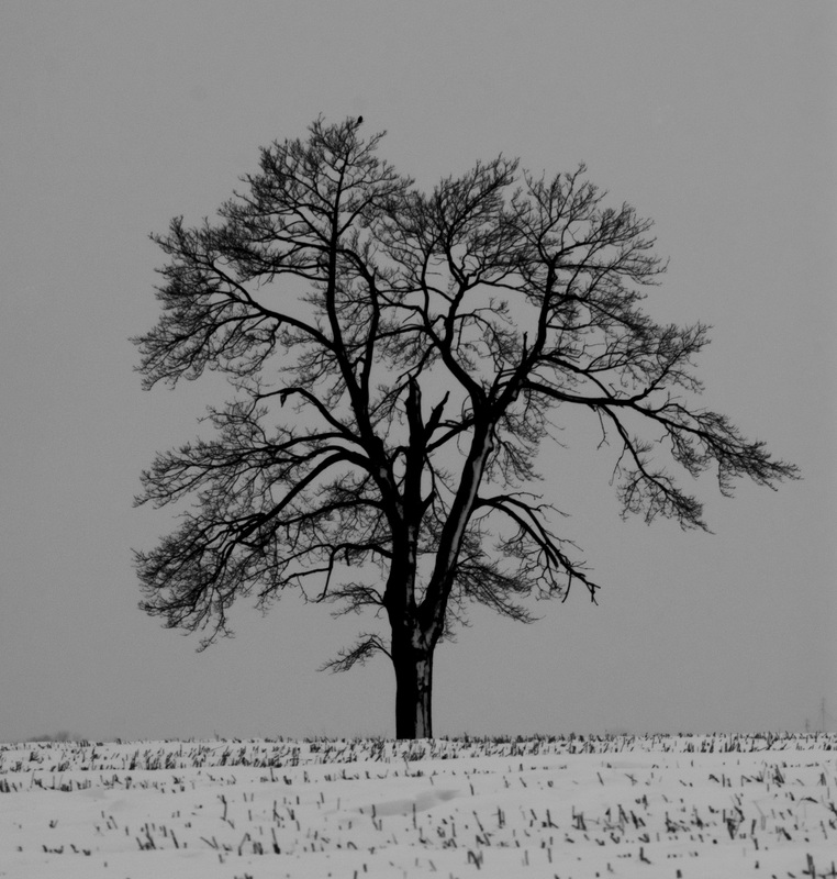 WinterTreeRedframe(1).jpg :: Alone in the Field
