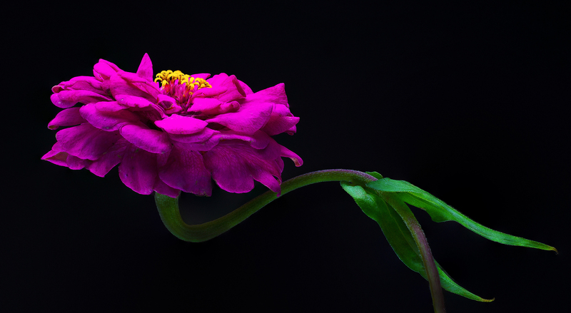 Zinnia_ExRedframe.jpg :: A Zinnia