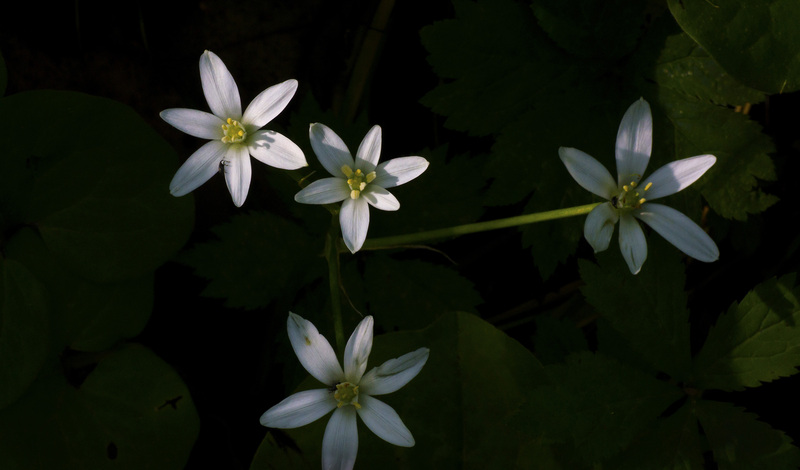 Anemone 1.jpg :: Anemone