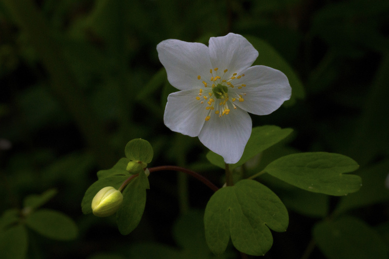 Anemone.jpg :: Anemone