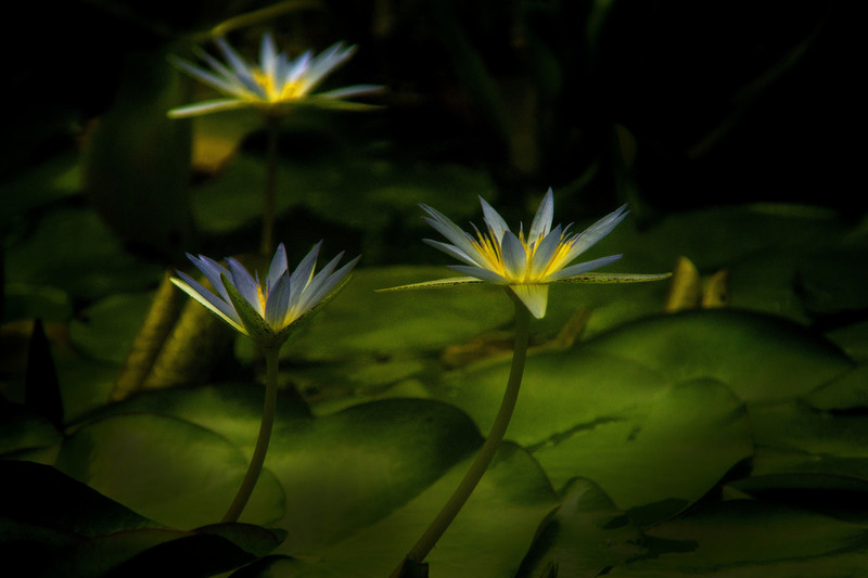 Arc en Ceil Water Lily 1.jpg :: Arc en Ceil Water lily at Oxford Botanical Garden