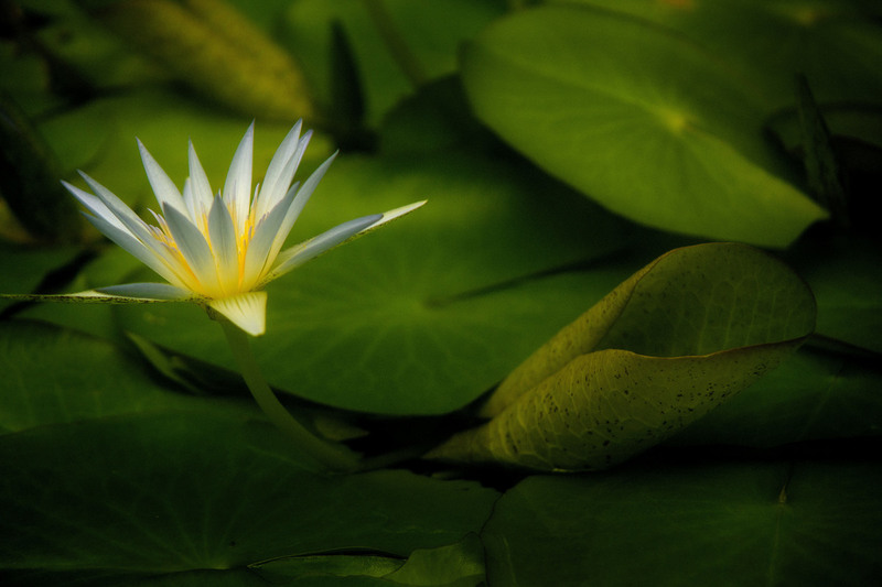 Arc en Ceil Water Lily 2.jpg :: Arc en Ceil Water lily at Oxford Botanical Garden