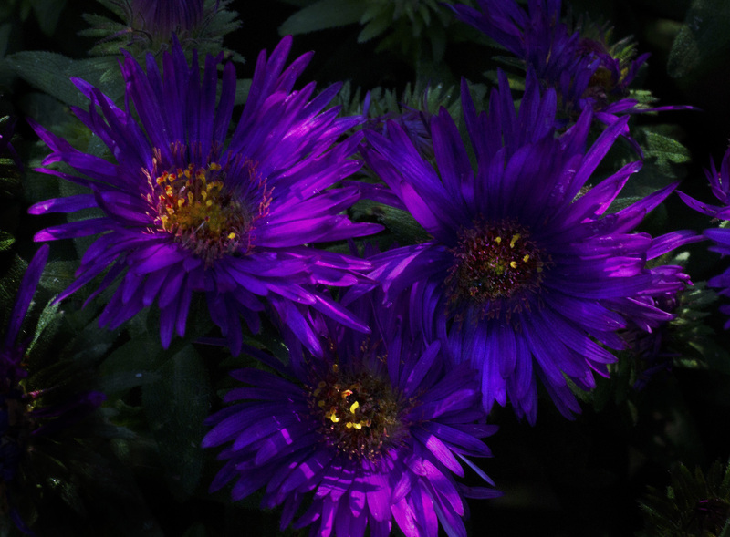 Aster.jpg :: New England Aster