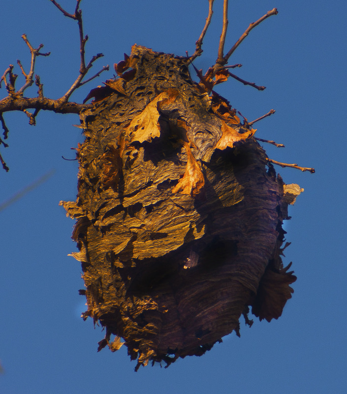 Bee Hive Face.jpg :: The Face of a Bee Hive, Lodge Park, Piatt County, Illinois