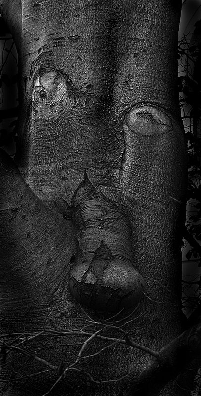 BeechTree_Prague.jpg :: Beech Tree Face, a Park in Prague