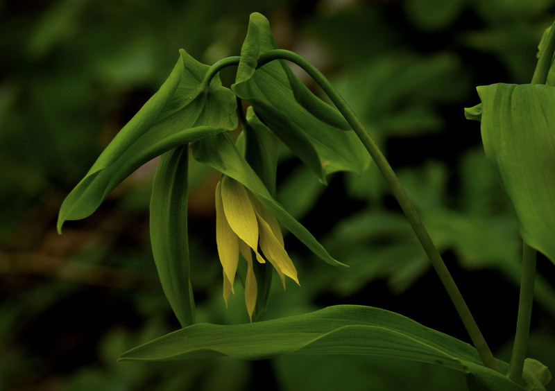 Bellwort 1.jpg :: Bellwort