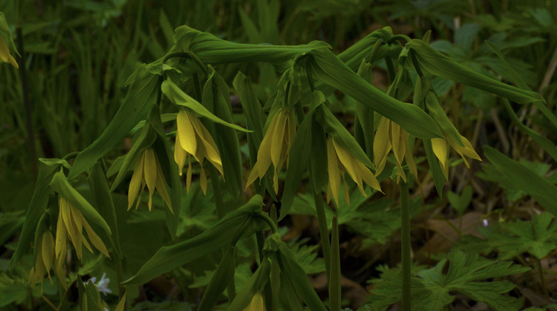 Bellwort 2.jpg :: Bellwort