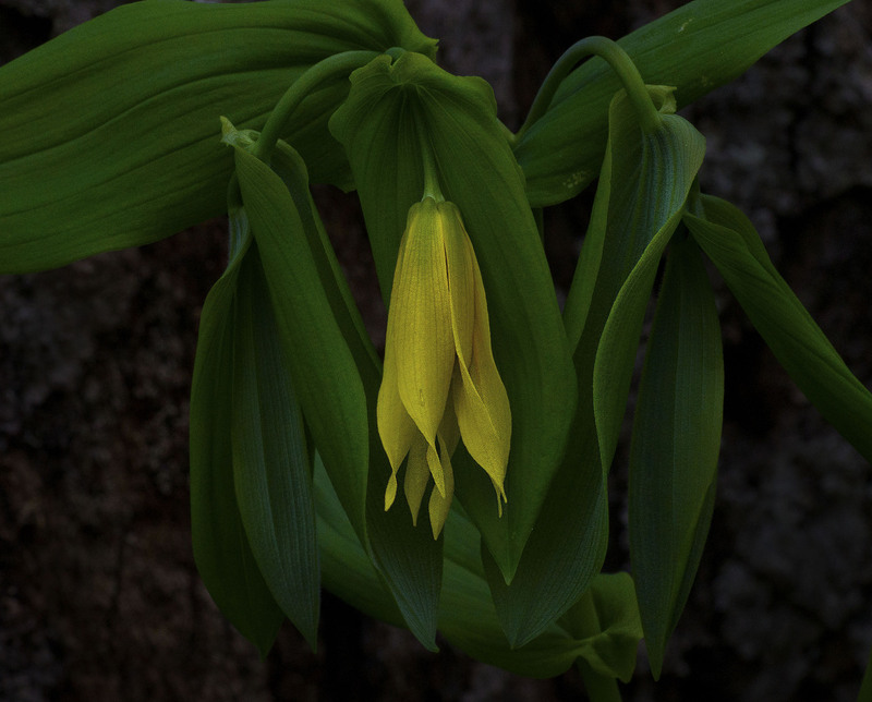 Bellwort 3.jpg :: Bellwort