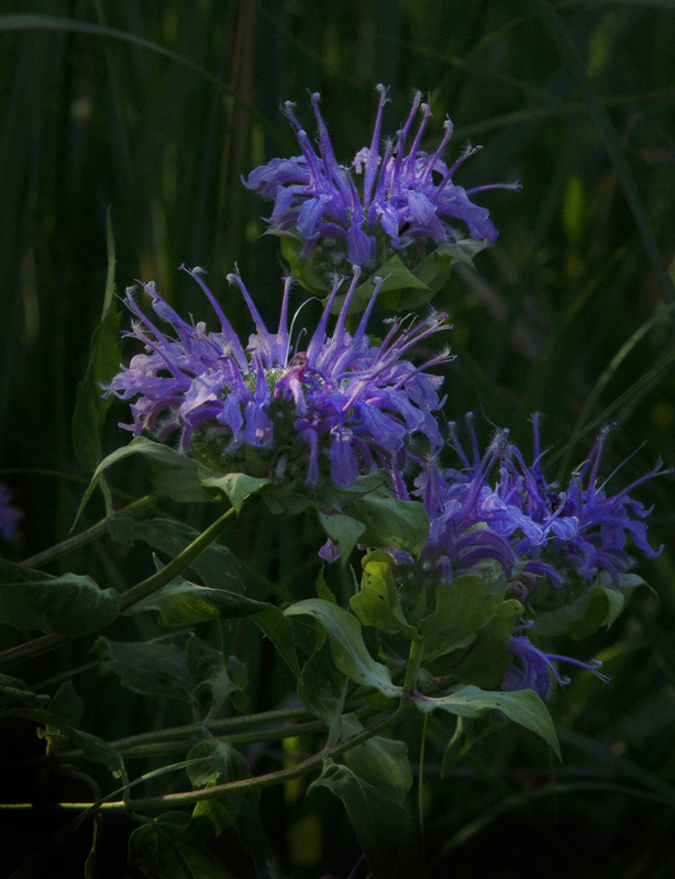 Bergamot.jpg :: Wild Bergamot