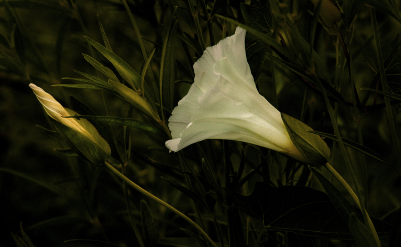 Bindweed1.jpg :: Low Bindweed