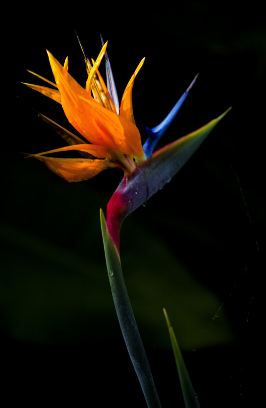 Bird of Paradise Costa Rica.jpg :: Bird of Paradise, Costa Rica Garden