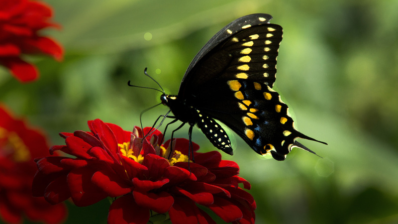 Black Swallowtail.jpg :: Black Swallowtail, backyard garden, Champaign County