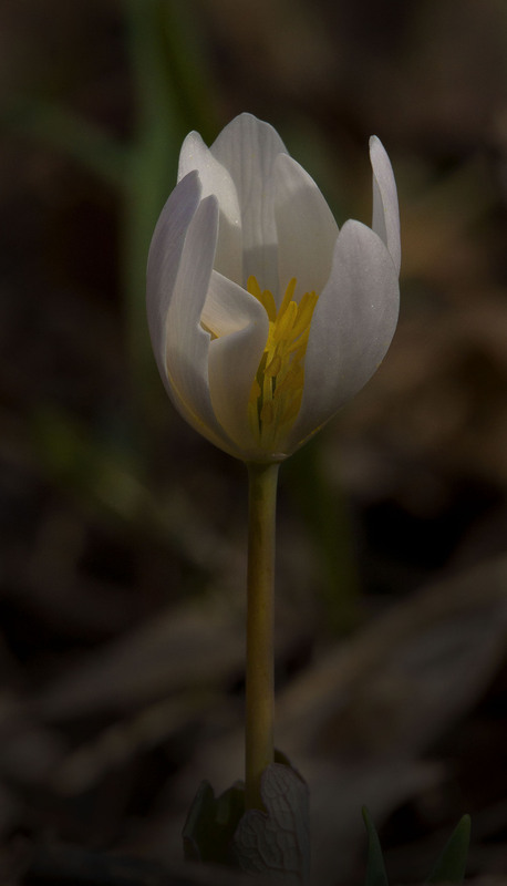 Bloodroot 1.jpg :: Bloodroot
