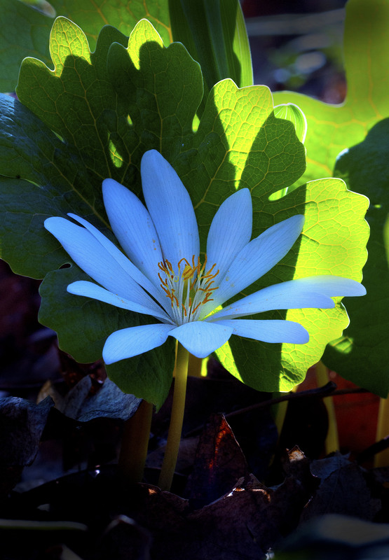 Bloodroot 2.jpg :: Bloodroot