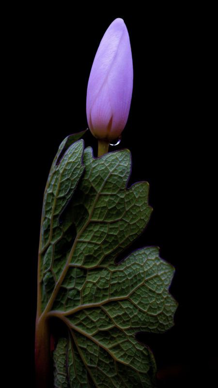 Bloodroot.jpg :: Bloodroot