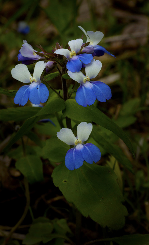 Blue Eyed Mary 1.jpg :: Blue Eyed Mary