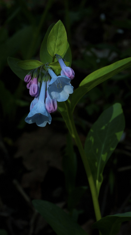 Bluebell 1.jpg :: Virginia Bluebells