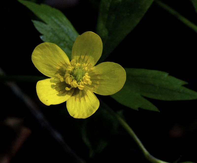 Buttercup.jpg :: Buttercup