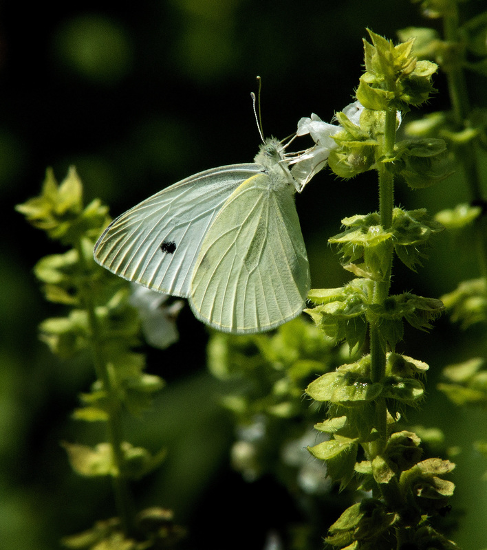 Cabbage Butterfly.jpg :: Cabbage Butterfly on basil plant, backyard garden, Champaign County 