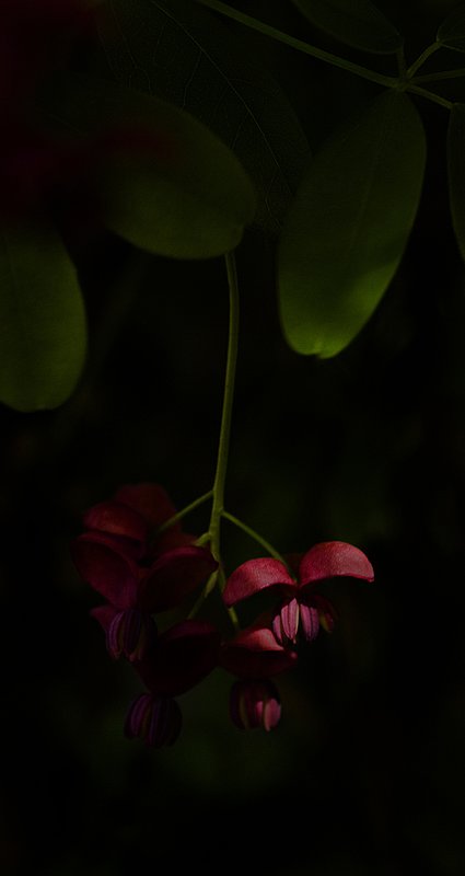 Chocolate Vine.jpg ::  Chocolate Vine, Garden at the University of Wisconsin