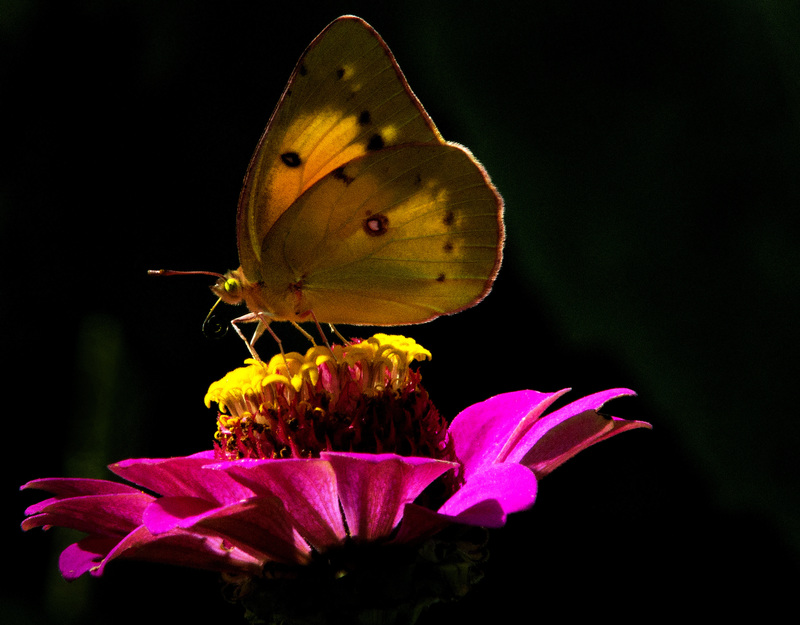 Clouded Sulphur.jpg :: Clouded Sulphur on Zinnia, backyard garden, Champaign County