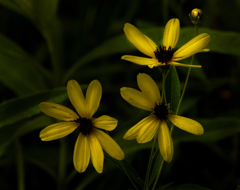 Coreopsis.jpg :: Tall Coreopsis