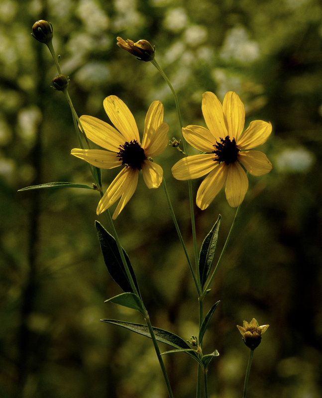 Coreopsis1.jpg :: Tall Coreopsis 