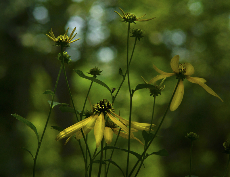 CupPlant.jpg :: Cup Plant