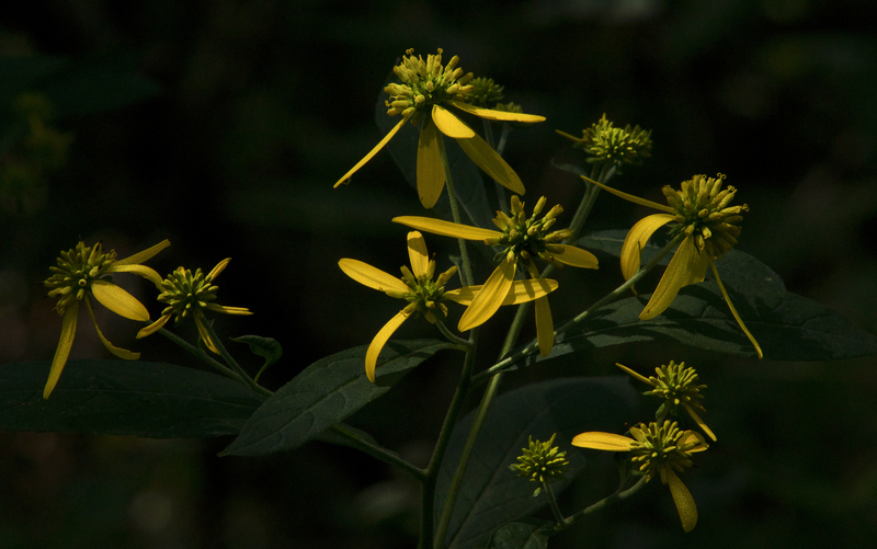 CupPlant1.jpg :: Cup Plant