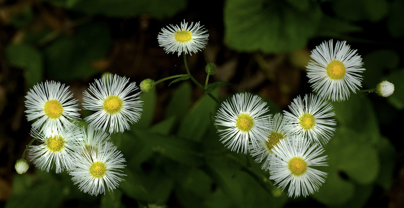 Daisy Fleabane.jpg :: Daisy Fleabane