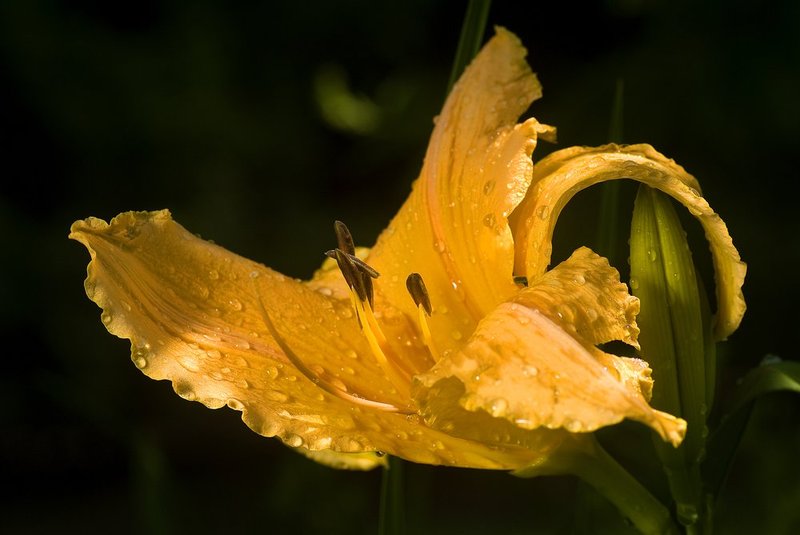 Day Lily 1.jpg :: Day Lily