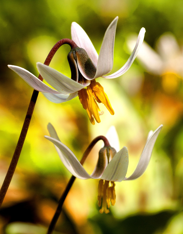 DogTooth Violet 1.jpg :: Dogtooth Violets