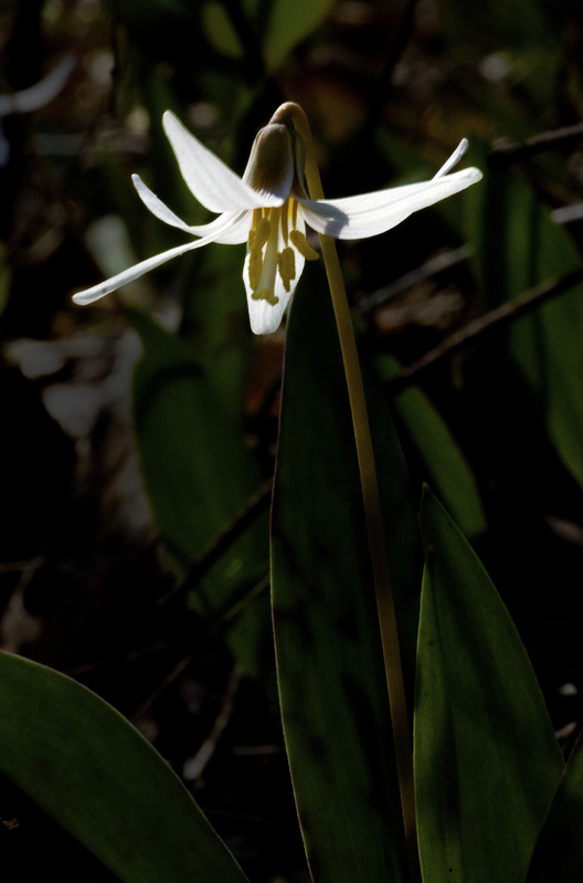 DogTooth Violet.jpg :: Dogtooth Violet