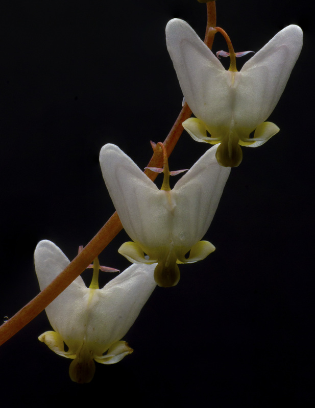 Dutchmans Breeches.jpg :: Dutchman's Breeches
