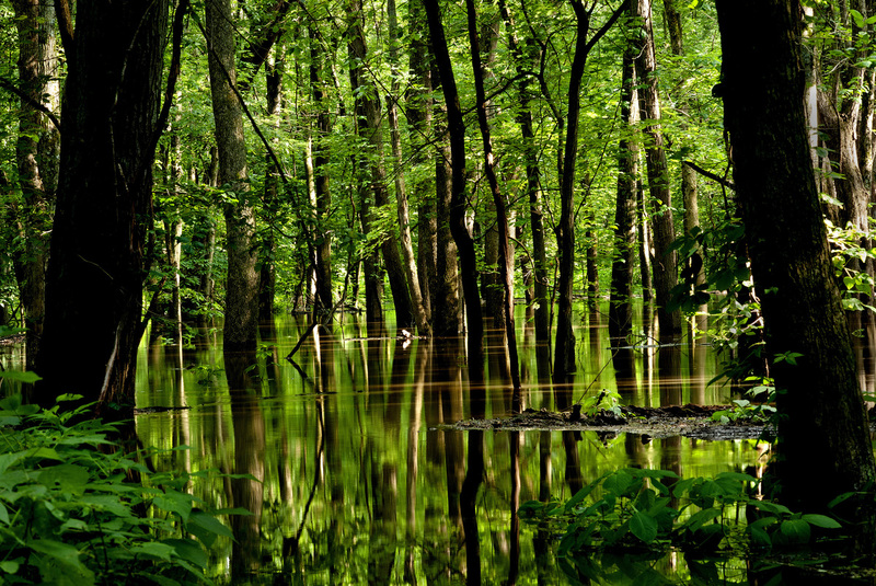 Flooded Sangamon.jpg :: Sangamon at Flood Stage, Allerton Park and Retreat Center, Piatt Co.