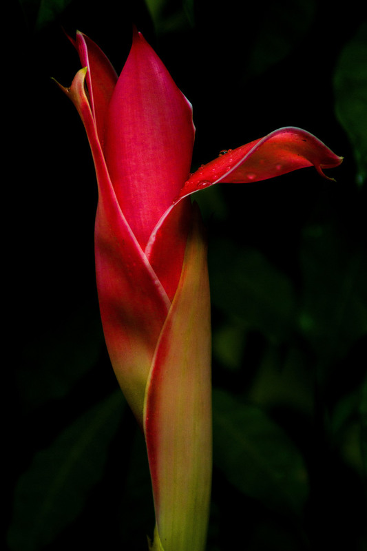 Flower Costa Rica 1.jpg :: Flower in Costa Rica Garden