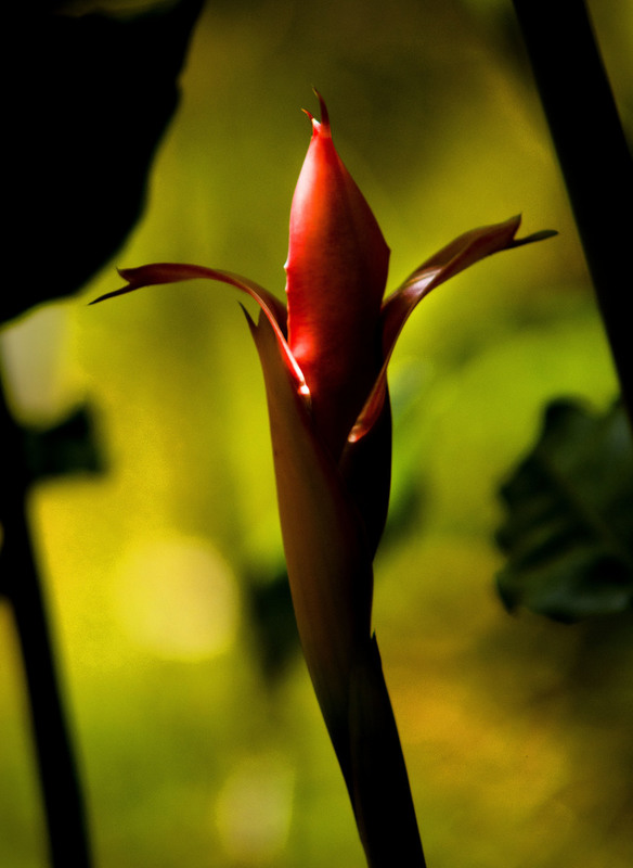 Flower Costa Rica 2.jpg :: Flower in Costa Rica Garden