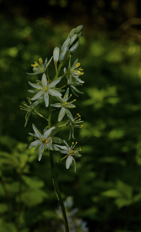 Foamflower 1.jpg :: Foamflower