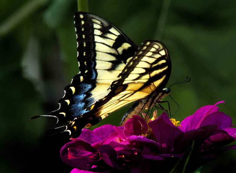 Giant Swallowtail 1.jpg :: Giant Swallowtail on Zinnia, backyard garden, Champaign County