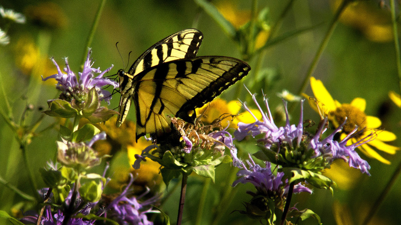 Giant Swallowtail.jpg :: Giant Swallowtail, Allerton Park and Retreat Center, Piatt County