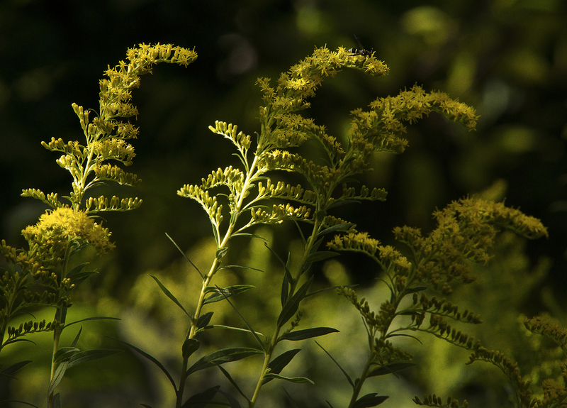 Goldenrod.jpg :: GoldenRod