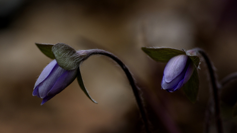 Hepatica_1.jpg :: Hepatica