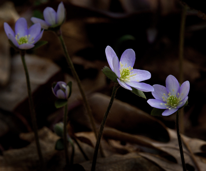 Hepatica_2.jpg :: Hepatica