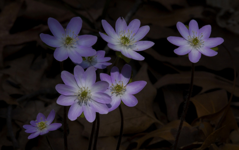 Hepatica_3.jpg :: Hepatica