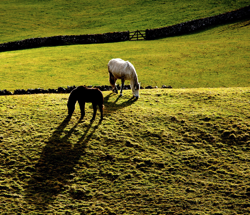Horses.jpg :: Horses near Lough Corrib