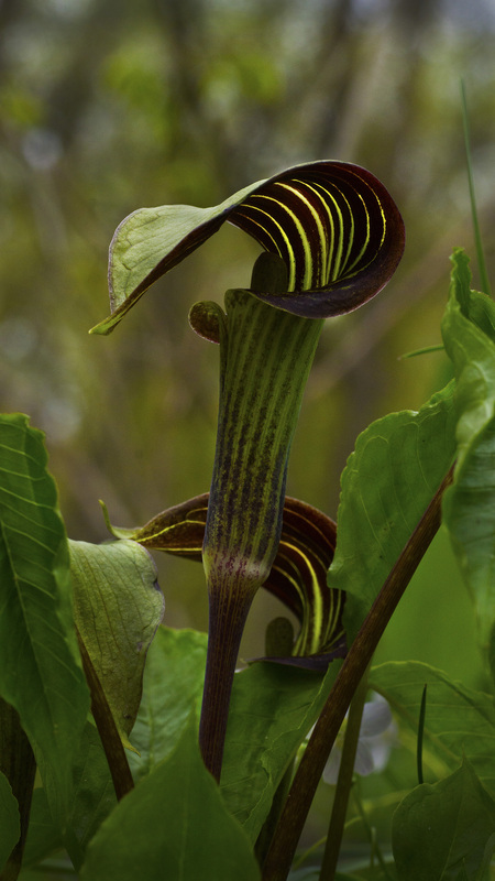 Jack in the Pulpit 2.jpg :: Jack in the Pulpit