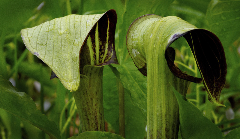 Jack in the Pulpit 3.jpg :: Jack in the Pulpit
